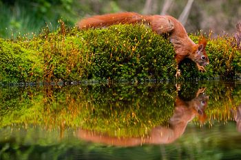 Squirrel on the edge