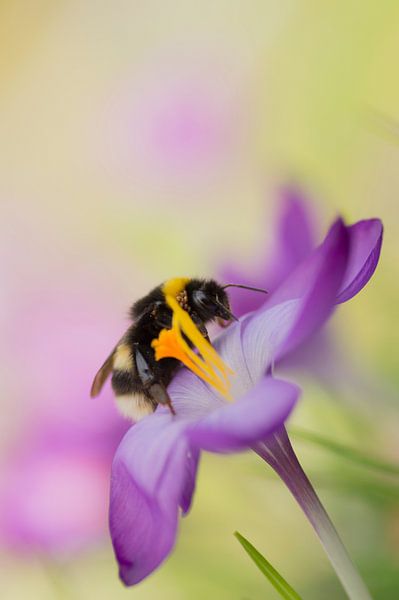 Die fröhlichen Farben des Frühlings 1 (Hummel auf einem Krokus) von Birgitte Bergman