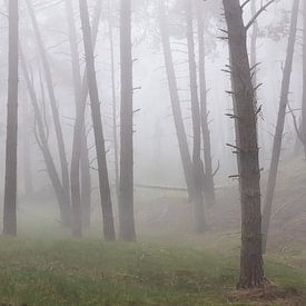 Nebliger Morgen in einem hügeligen Wald von Peter Haastrecht, van