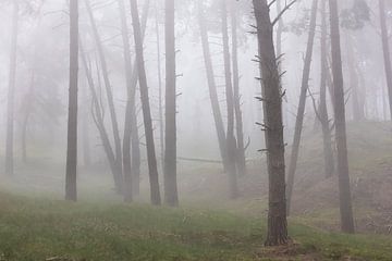 Nebliger Morgen in einem hügeligen Wald von Peter Haastrecht, van