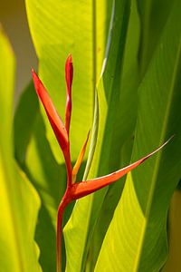 Fleur de paradis
