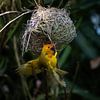 Webervogel, Ploceidae, Widahfinken beim Nestbau von Fotos by Jan Wehnert