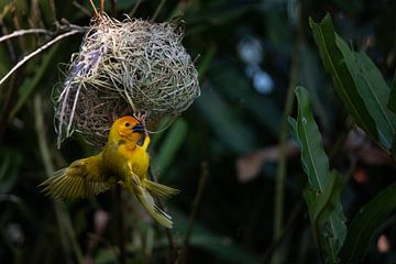 Wevervogel, Ploceidae, Widahvinken die een nest bouwen van Fotos by Jan Wehnert