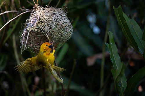 Wevervogel, Ploceidae, Widahvinken die een nest bouwen