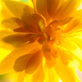 Bloem van de Ranonkelstruik, macrofotografie van bloem van Pauline Weder, wederfotografie