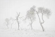 Grillige bomen in sneeuwlandschap van Michel Lucas thumbnail