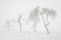 Grillige bomen in sneeuwlandschap