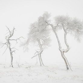 Grillige bomen in sneeuwlandschap von Michel Lucas