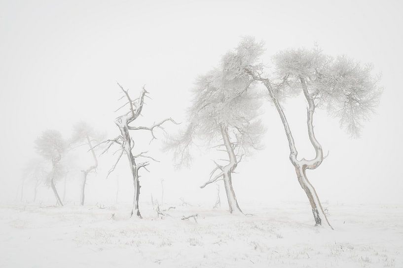 Grillige bomen in sneeuwlandschap van Michel Lucas