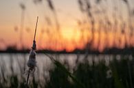 Gehstock mit Sonnenuntergang von thomaswphotography Miniaturansicht