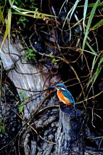 Kingfisher on dark background