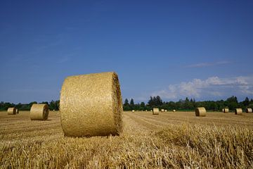 Hooibalen in het veld