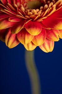 Ein Farbtupfer: Gelb-rote Blütenblätter der Gerbera