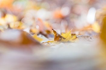 Autumn leaves on the ground