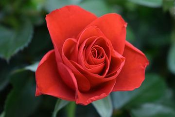 Prachtige rode roos van Chloe 23