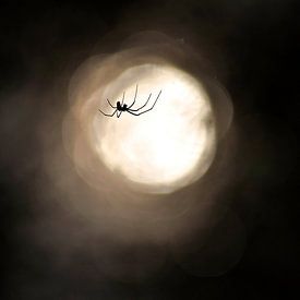 Silhouette spin van Mees Tempelaar