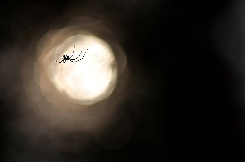 Silhouette spin van Mees Tempelaar