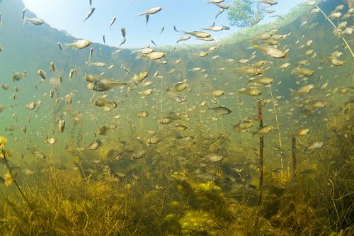 School met bittervoorns