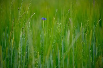 Wilde bloemen in het gras van Michel Knikker