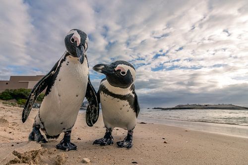 Duo de manchots Gentoo sur la plage de Boulders Beach sur Marjolein Fortuin