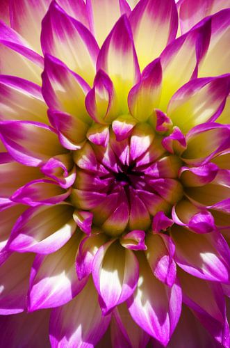 Flower Power von De Rover