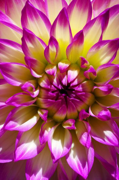 Le pouvoir des fleurs par De Rover