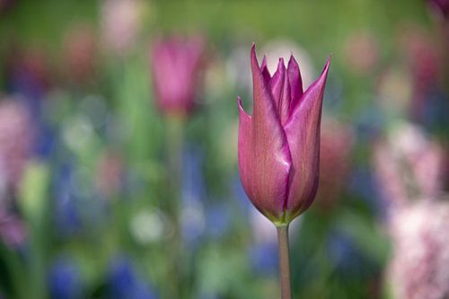 Nahaufnahme einer dunkelbraunen Tulpe