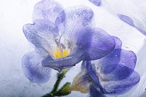 Blaue Freesien in Eis 2
