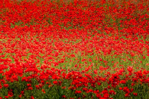 Champ de coquelicots en Andalousie, Espagne.