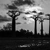 Baobab sunset in zwart-wit van Dennis van de Water
