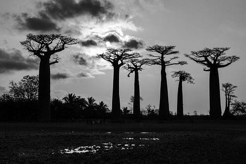 Baobab sunset in zwart-wit