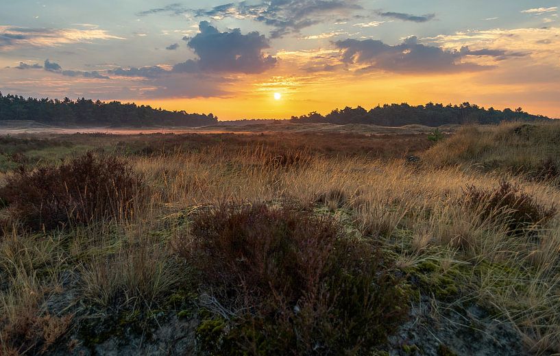 Zonsopkomst op de Loonse en Drunense duinen par Domenique van der Horst