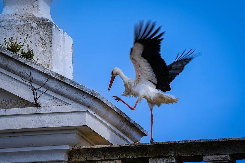 Stork in Faro by Eddy Westdijk