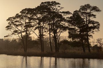 Winterlicht von Vogelvrij fotografie