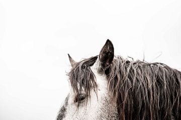 Horse Portrait Calm Mane in Soft Tones by Femke Ketelaar