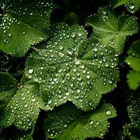Lady's mantle (Alchemilla mollis)