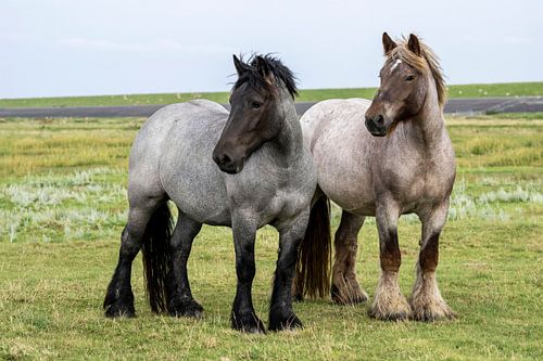 Horses in polder landscape Groningen