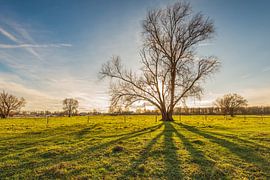 Arbre nu avec de l'ombre dans l'herbe sur Ruud Morijn