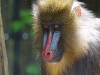Mandril Baviaan 