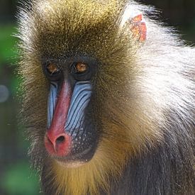 Mandrill Pavian sur Sandra de Moree