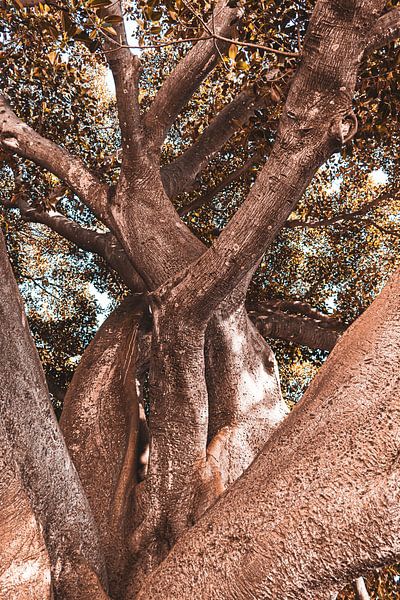 Struggling trees van Leticia Spruyt