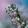 Bloemen in de lente - kleurrijk achtergrond (Macro) van Rouzbeh Tahmassian