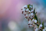 Bloemen in de lente - kleurrijk achtergrond (Macro) van Rouzbeh Tahmassian thumbnail