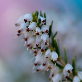 Bloemen in de lente - kleurrijk achtergrond (Macro) van Rouzbeh Tahmassian