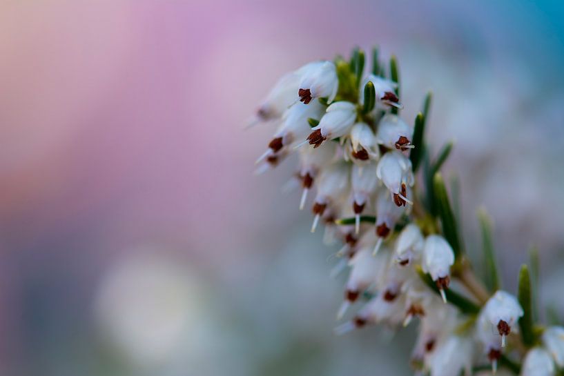 Bloemen in de lente - kleurrijk achtergrond (Macro) von Rouzbeh Tahmassian