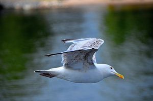 Möwe in Schweden