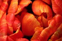 Peony tulip up close 1