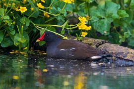 poule d'eau sur Merijn Loch