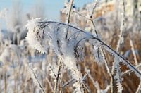 Winter wonderland