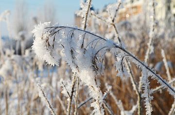 Winter wonderland van Madelon Thijs